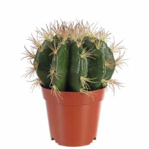 sztuczny-kaktus-mamilaria-h307.png